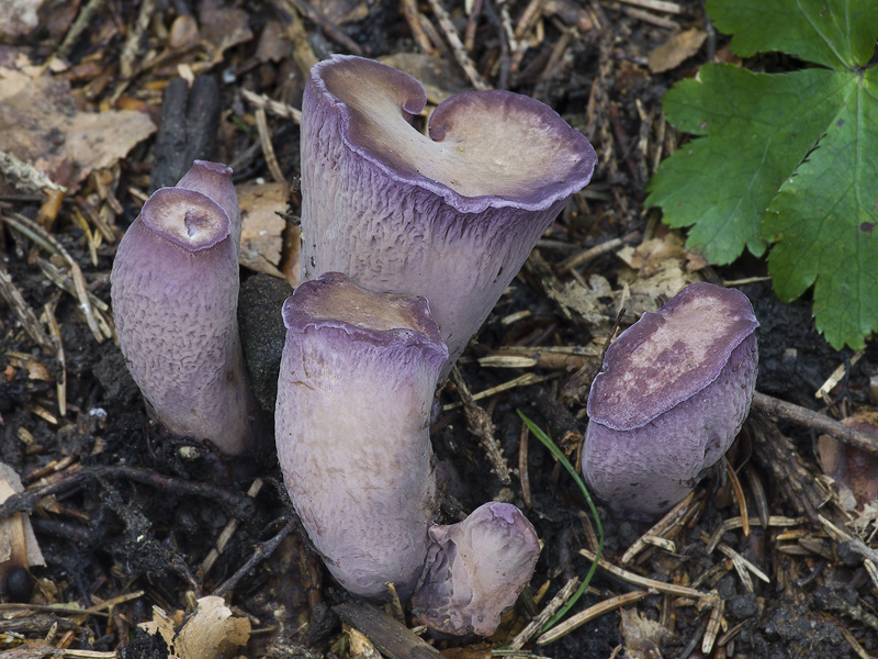 Gomphus clavatus